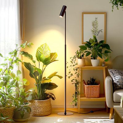 5 Essential Tips for Thriving Houseplants 
