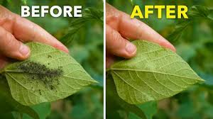 before and after leaves